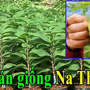 Bán giống na Thái Lan năng suất trái tốt ít hạt
