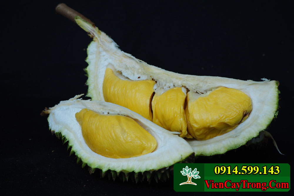 anh sau rieng musang king