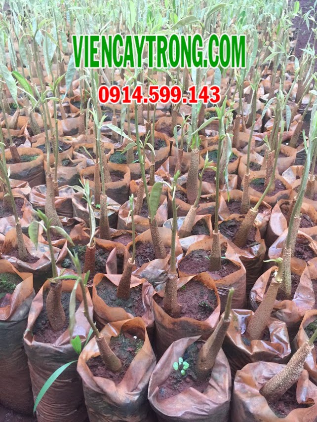 anh sau rieng thuc sinh