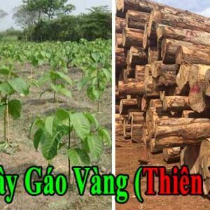 Bán giống cây gáo vàng Thái Lan giá cạnh tranh Bán giống cây gáo vàng Thái Lan giá cạnh tranh