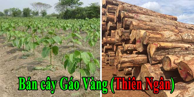 Bán giống cây gáo vàng Thái Lan giá cạnh tranh Bán giống cây gáo vàng Thái Lan giá cạnh tranh