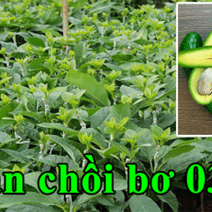 Bán chồi bơ 034 – Bơ sáp chín muộn – Giá tốt