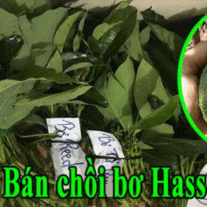 ban choi bo hass