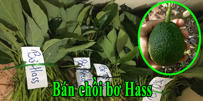 Bán chồi bơ Hass (Bơ trái vụ) đúng giống không lai tạp ban choi bo hass
