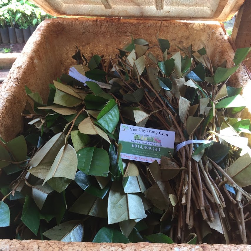 Chồi sầu riêng Dona (Monthong Thái Lan) đã về tới vườn ươm ban choi sau rieng
