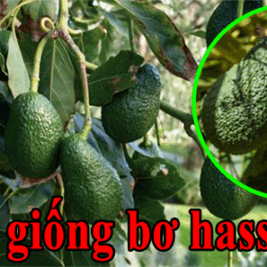 ban giong bo hass