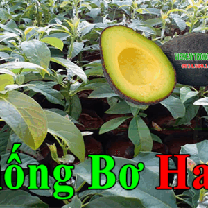 Bán giống bơ Hass – Bơ chín muộn trái mùa – Thuần chủng Bán giống bơ Hass – Bơ chín muộn trái mùa – Thuần chủng