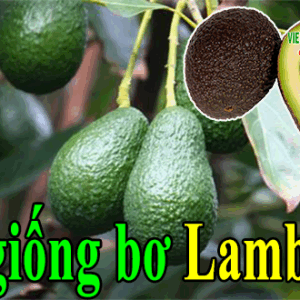 Cung cấp giống bơ Lamb Hass (Giống bơ Mỹ Nhập) ban giong bo lamd hass