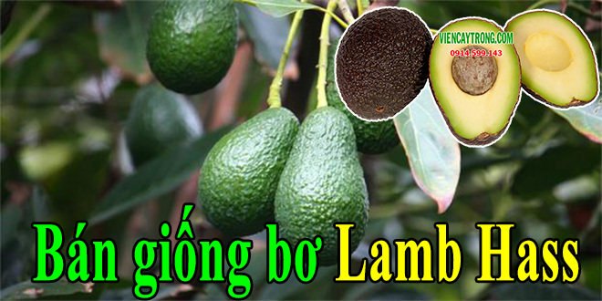 Cung cấp giống bơ Lamb Hass (Giống bơ Mỹ Nhập) ban giong bo lamd hass