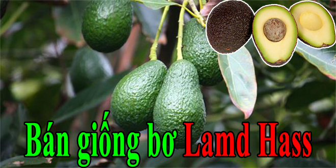 Cung cấp giống bơ Lamb Hass (Giống bơ Mỹ Nhập) ban giong bo lamd hass