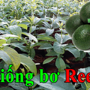 Bán giống bơ Reed – Giống bơ trái vụ – Thuần chủng