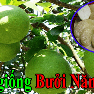 ban giong buoi nam roi