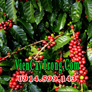 Bán giống cây cà phê vối ghép giống TR9 chống chịu sâu bệnh Bán giống cây cà phê vối ghép giống TR9 chống chịu sâu bệnh