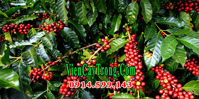 Bán giống cây cà phê vối ghép giống TR9 chống chịu sâu bệnh Bán giống cây cà phê vối ghép giống TR9 chống chịu sâu bệnh