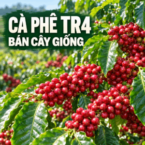 Bán giống cà phê vối TR4 – Năng suất ổn định thích nghi tốt