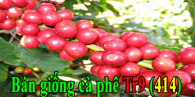 Bán giống cà phê vối Tr9 năng suất cao thích nghi tốt Bán giống cà phê vối Tr9 năng suất cao thích nghi tốt