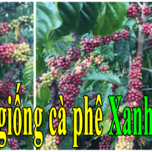ban giong ca phe xanh lun
