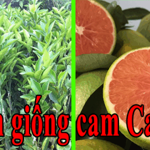 Bán giống cam ruột đỏ không hạt – Viện cây trồng Eakmat
