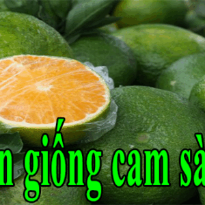 ban giong cam sanh
