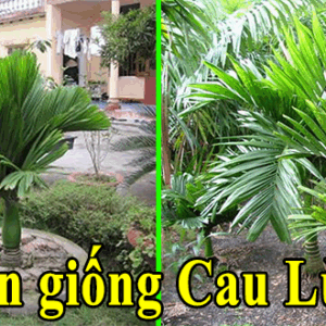 ban giong cau lun