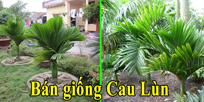 Bán giống cau lùn F1, thích nghi cao, kháng bệnh tốt ban giong cau lun