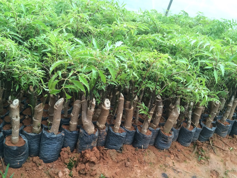 Phương pháp và kỹ thuật trồng cây đinh lăng ban giong cay dinh lang