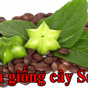 Bán giống Sachi – Cơ sở sản xuất cây Sa-Chi (cây Sacha inchi) ban giong cay sachi