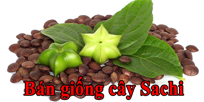 ban giong cay sachi