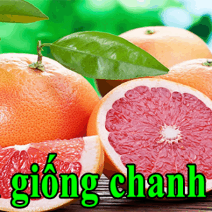 Bán giống chanh đào – Chanh ruột đỏ Viện Cây Trồng