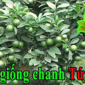 Bán giống chanh tứ quý – Ra trái quanh năm – Sản lượng cao ban giong chanh tu quy