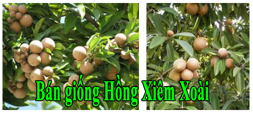 ban giong hong xiem xoai