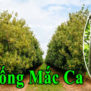 Bán giống cây Mắc ca (maccadamia) Giống OC và H2 ban giong macca