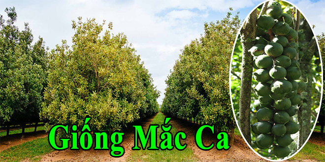 Bán giống cây Mắc ca (maccadamia) Giống OC và H2