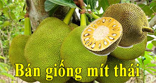 ban giong mit thai sieu som