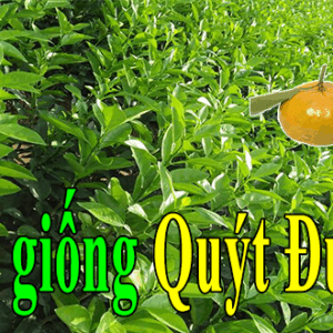 Bán giống quýt đường | Cơ sở cung cấp giống Quýt ban giong quyt duong