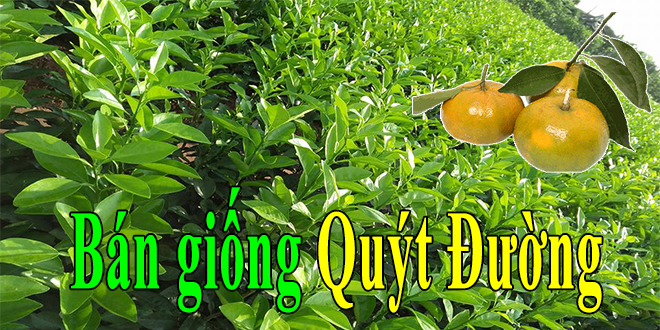 ban giong quyt duong
