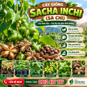 Bán giống Sachi – Cơ sở sản xuất cây Sa-Chi (cây Sacha inchi)