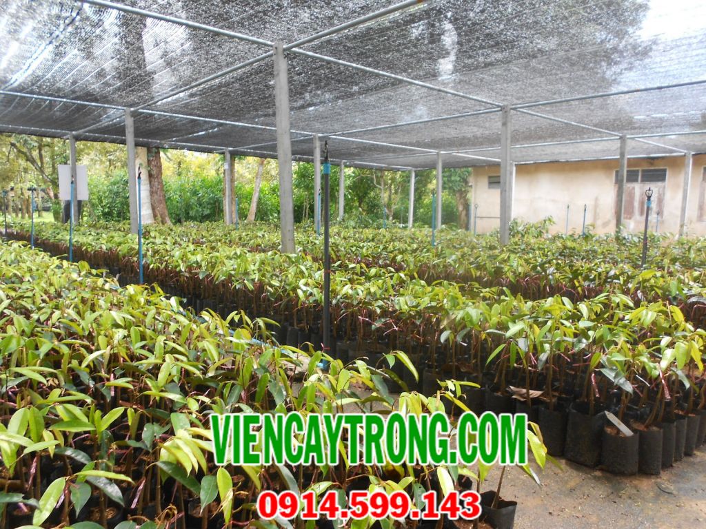 ban-giong-sau-rieng-dona-1