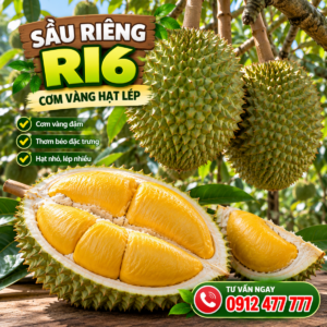 Sầu riêng RI6