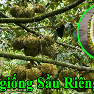ban giong sau rieng ri6