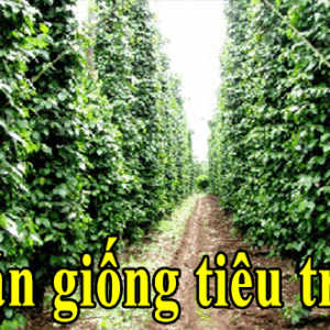 ban giong tieu trau