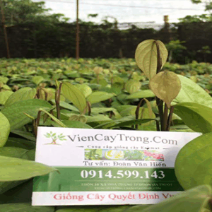 ban giong tieu vinh linh