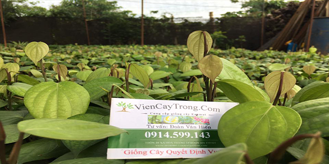 ban giong tieu vinh linh