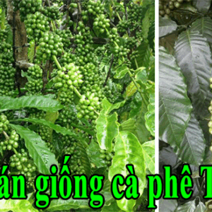 Bán giống cà phê vối TR4 – Năng suất ổn định thích nghi tốt