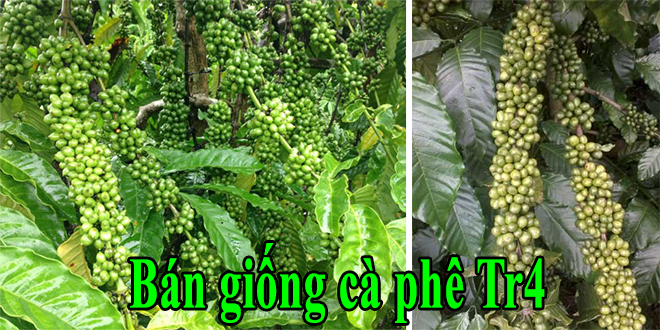 Bán giống cà phê vối TR4 – Năng suất ổn định thích nghi tốt Bán giống cà phê vối TR4 – Năng suất ổn định thích nghi tốt