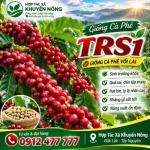 Bán giống cà phê TRS 1 giống cà phê năng suất tốt nhất
