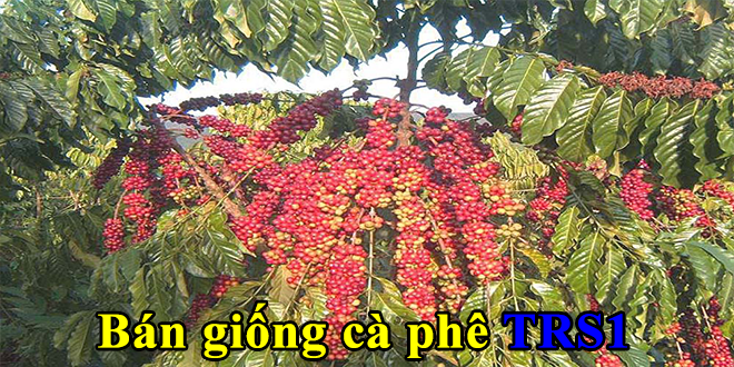 Bán giống cà phê TRS 1 giống cà phê năng suất tốt nhất ban giong trs1