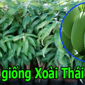 Bán giống xoài thái - Hạt lép năng suất cao