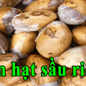 Bán hạt giống sầu riêng mới vụ mùa 2018