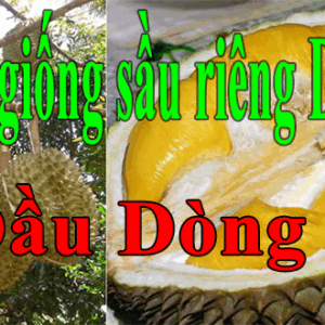 ban sau rieng dau dong